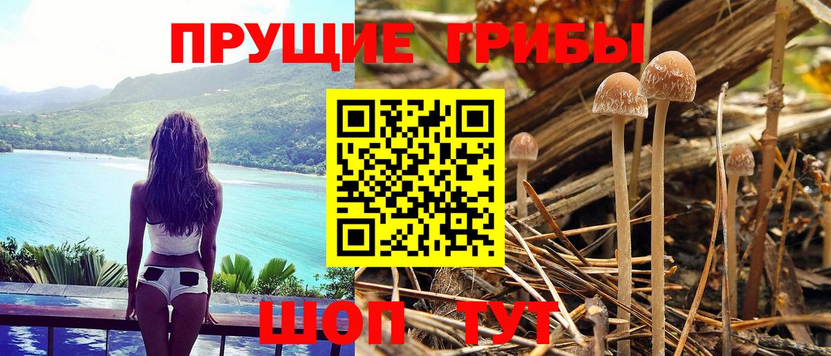 Псилоцибиновые грибы Cubensis  Вход с VPN  Старый Оскол 